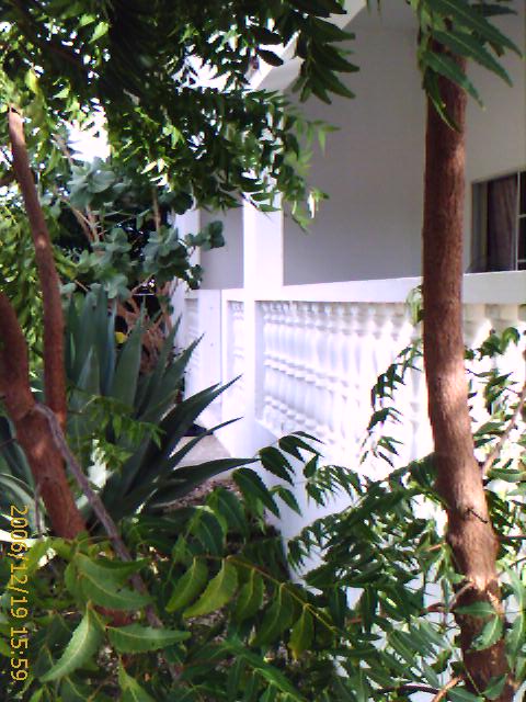 Palm in tuin