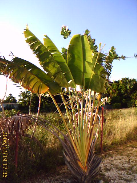 Palm in tuin
